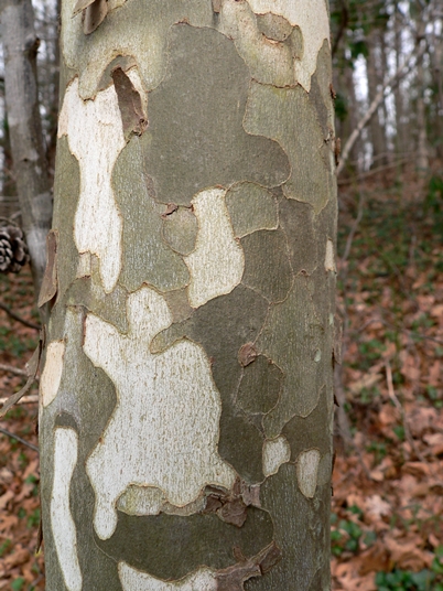 {Platanus occidentalis}
